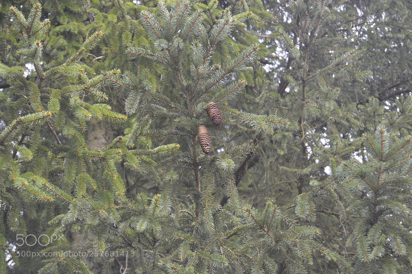 Nikon D3200 sample photo. Skøn natur photography