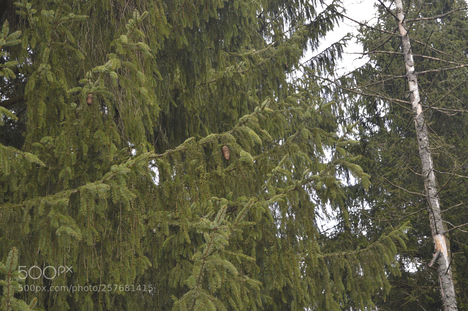 Nikon D3200 sample photo. Skøn natur photography