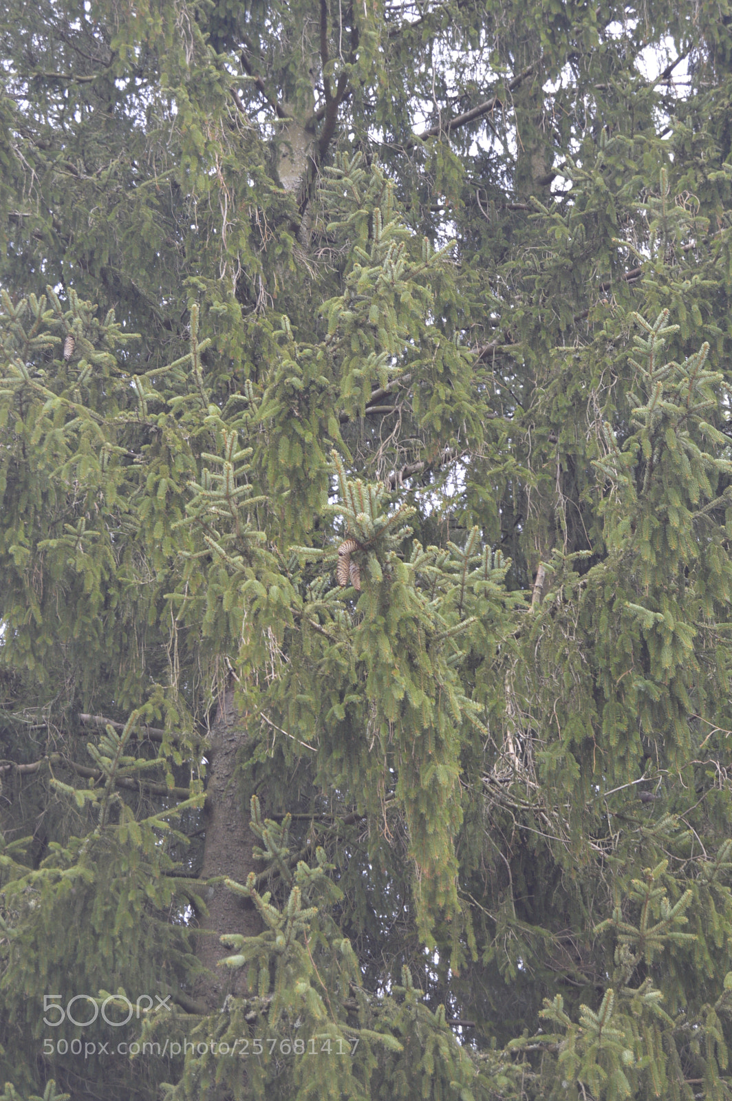 Nikon D3200 sample photo. Skøn natur photography