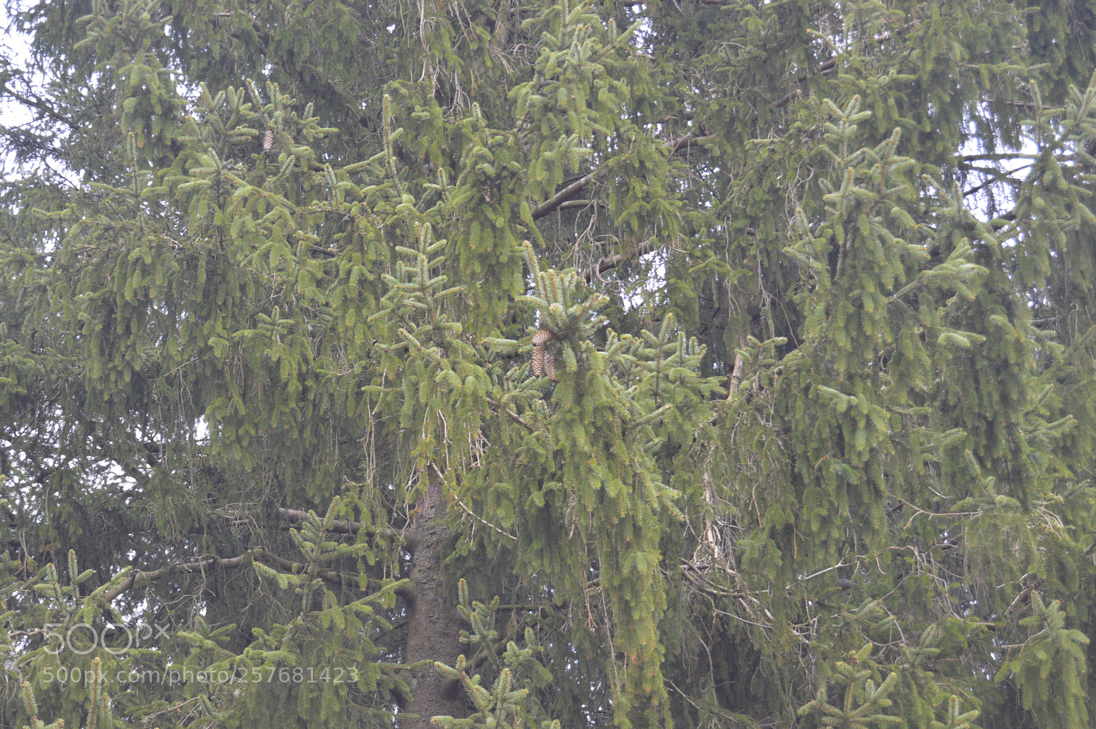 Nikon D3200 sample photo. Skøn natur photography