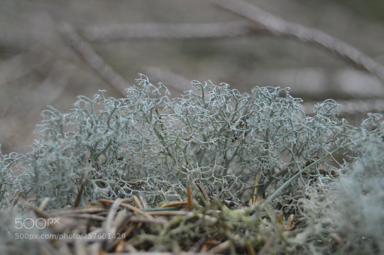 Nikon D3200 sample photo. Skøn natur photography