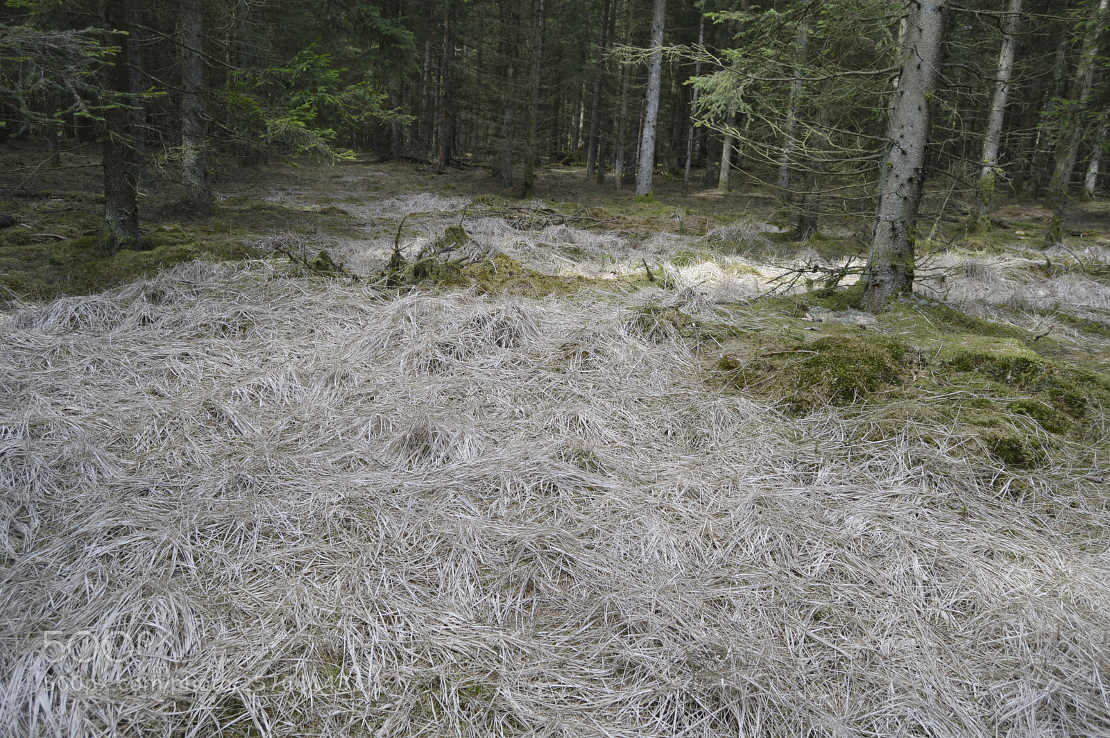 Nikon D3200 sample photo. Skøn natur photography