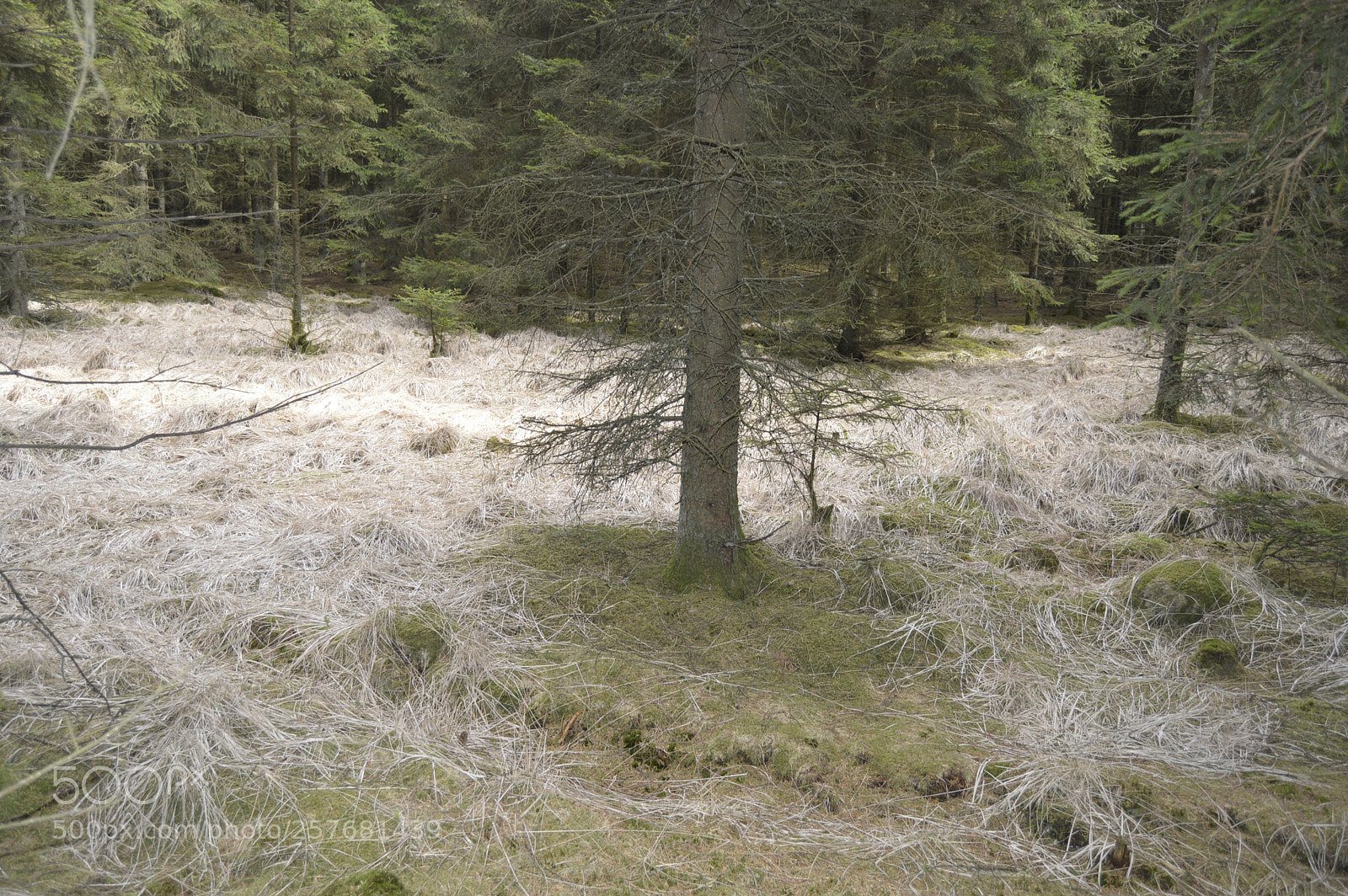 Nikon D3200 sample photo. Skøn natur photography