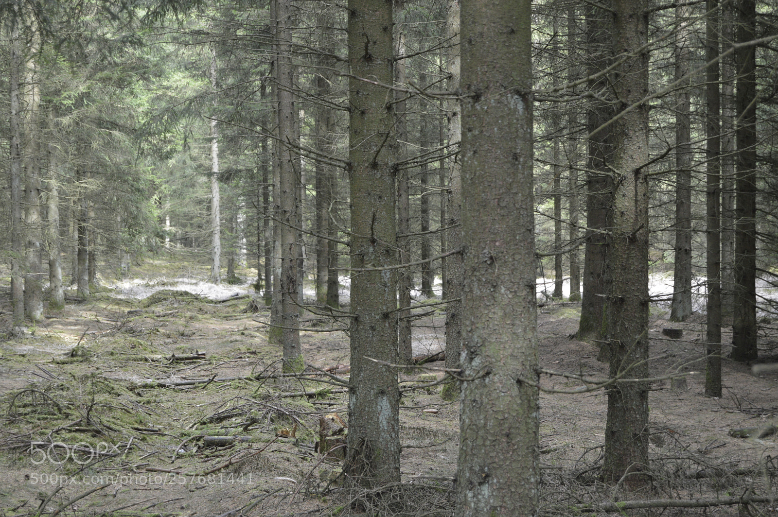 Nikon D3200 sample photo. Skøn natur photography