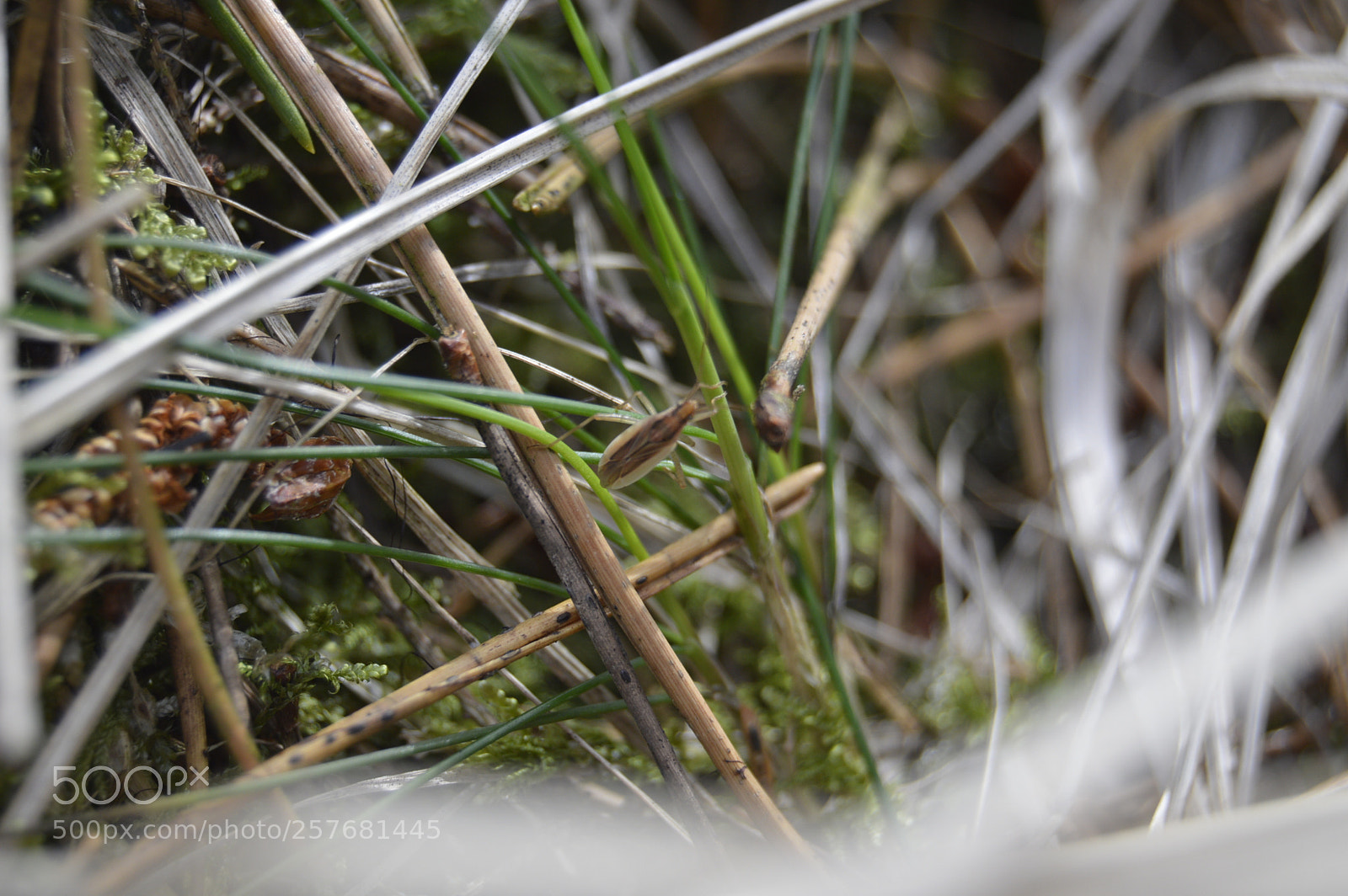 Nikon D3200 sample photo. Skøn natur photography