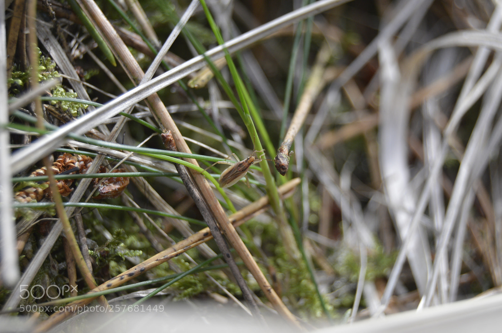 Nikon D3200 sample photo. Skøn natur photography