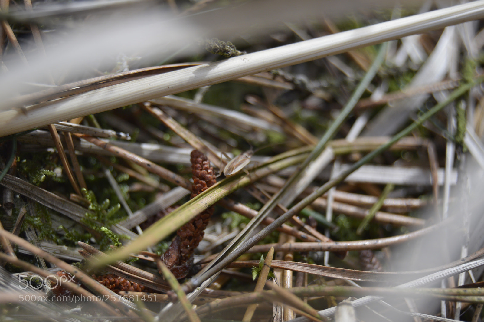 Nikon D3200 sample photo. Skøn natur photography