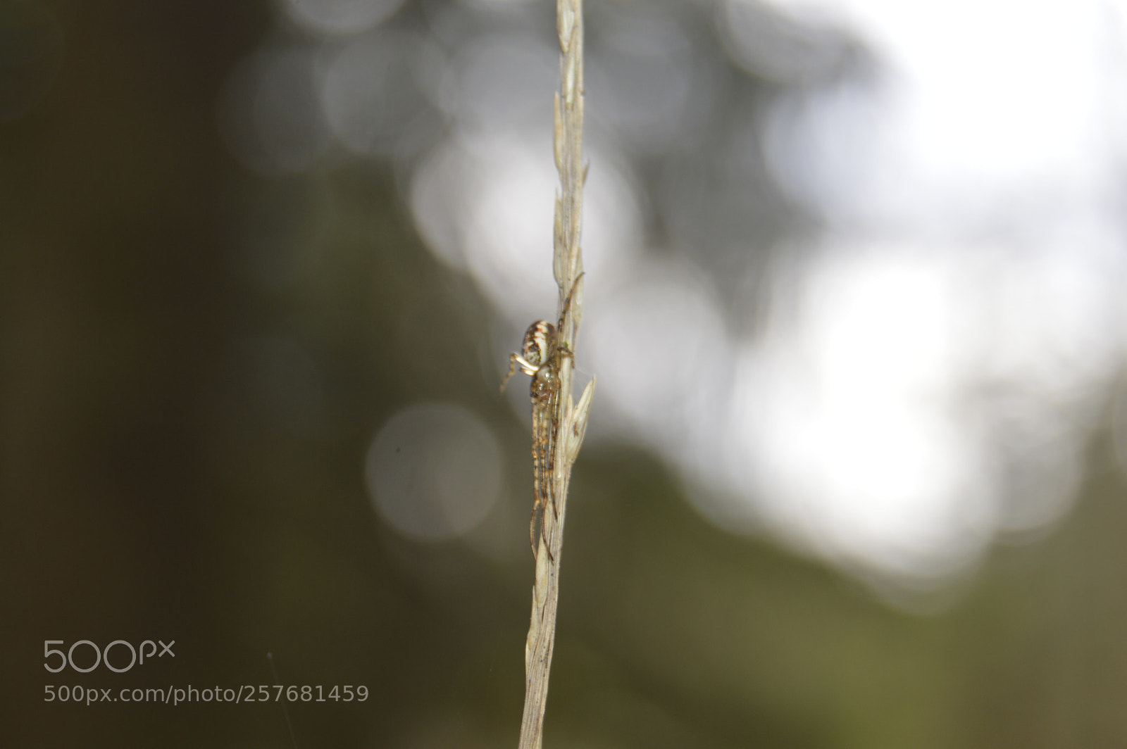 Nikon D3200 sample photo. Skøn natur photography