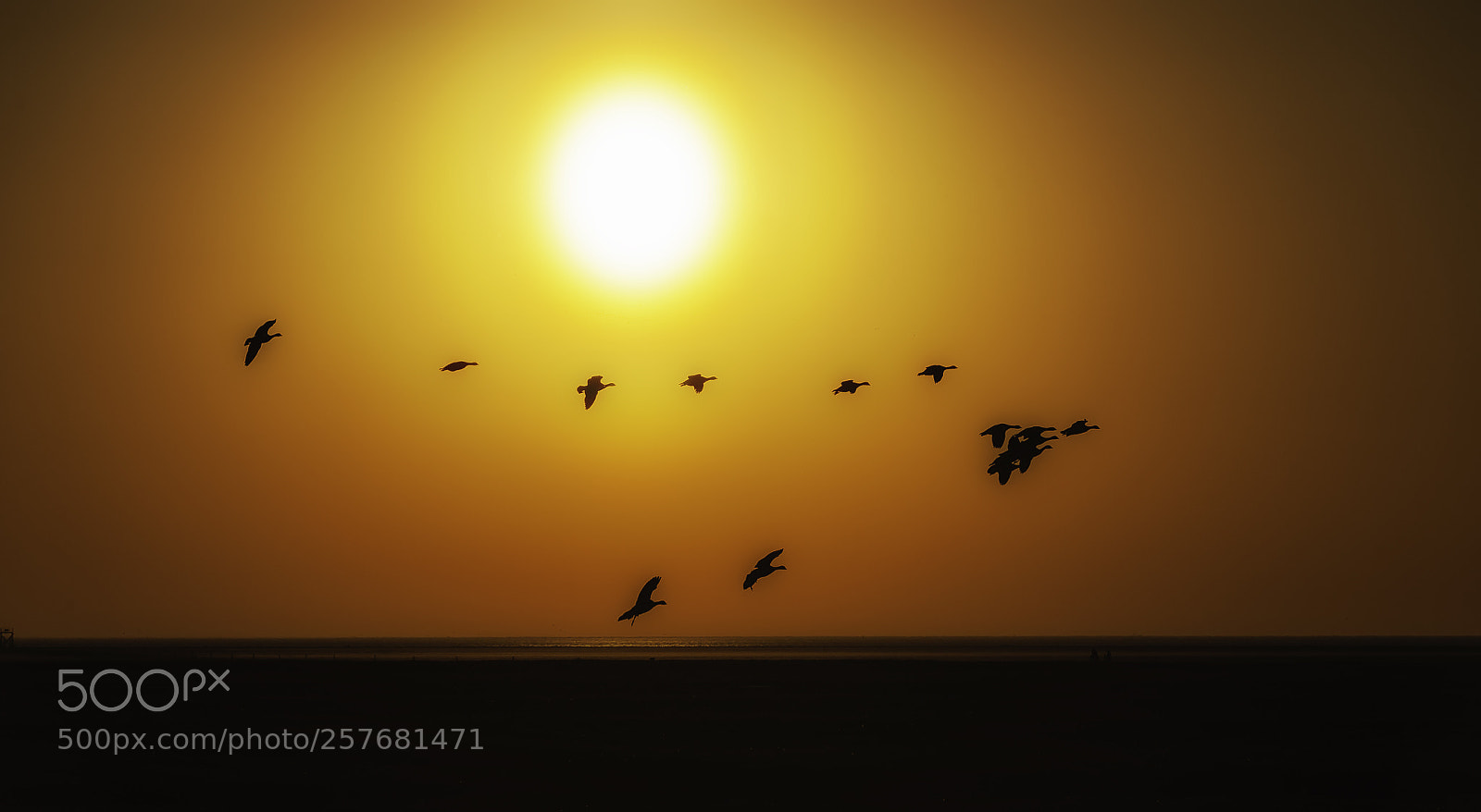 Nikon D700 sample photo. Flight through the setting photography