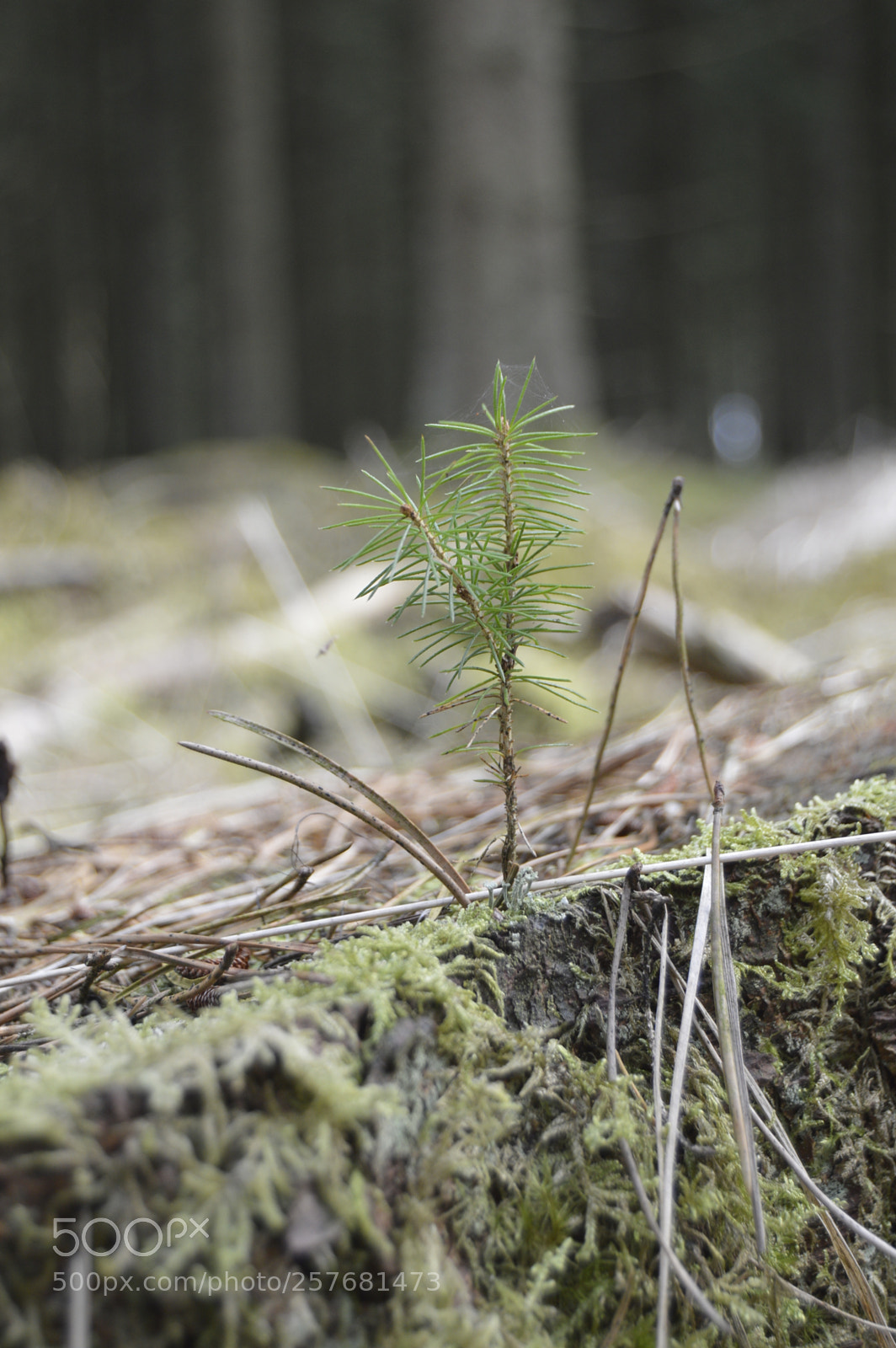 Nikon D3200 sample photo. Skøn natur photography