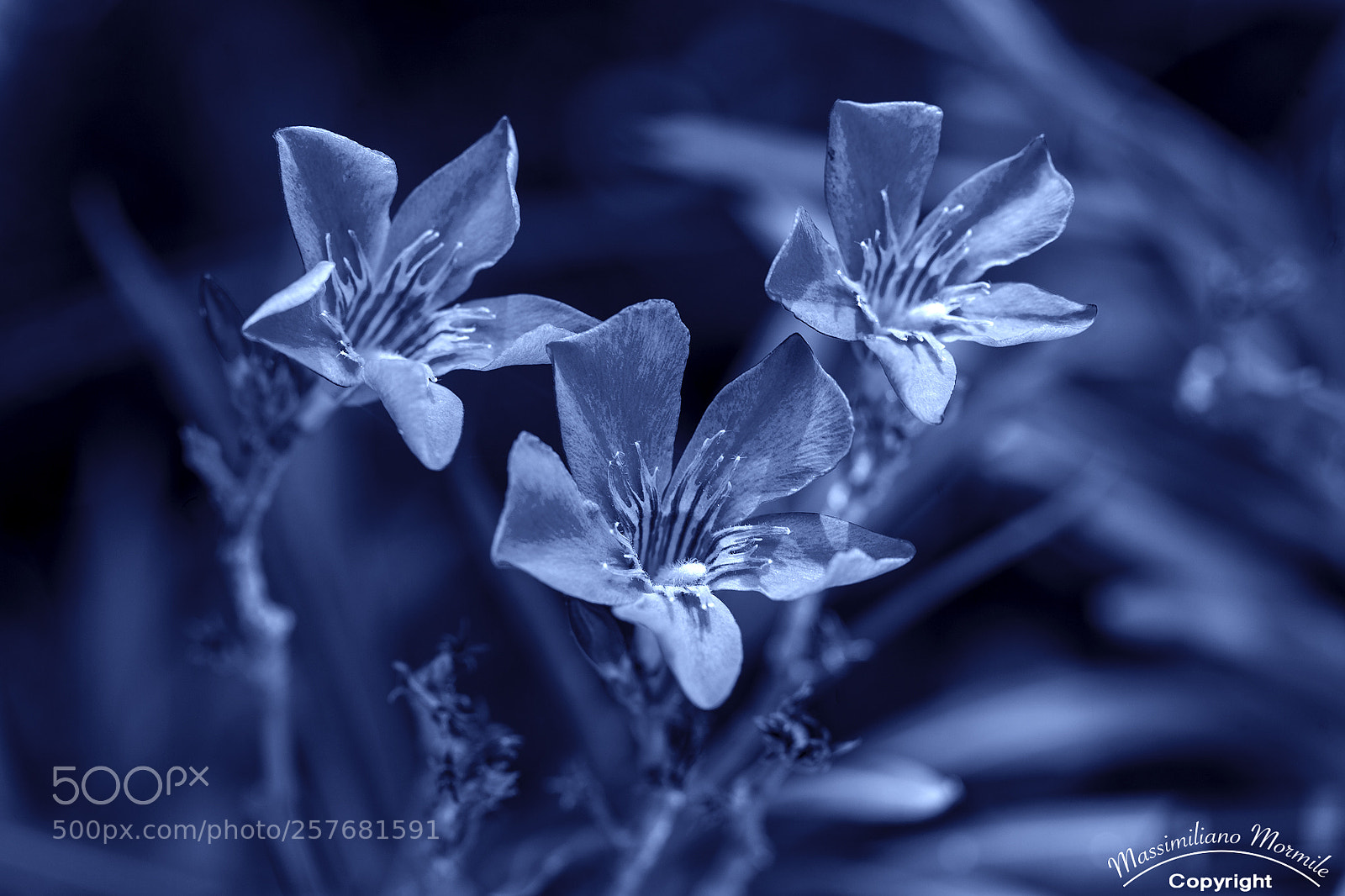 Canon EOS 6D sample photo. Fiori photography