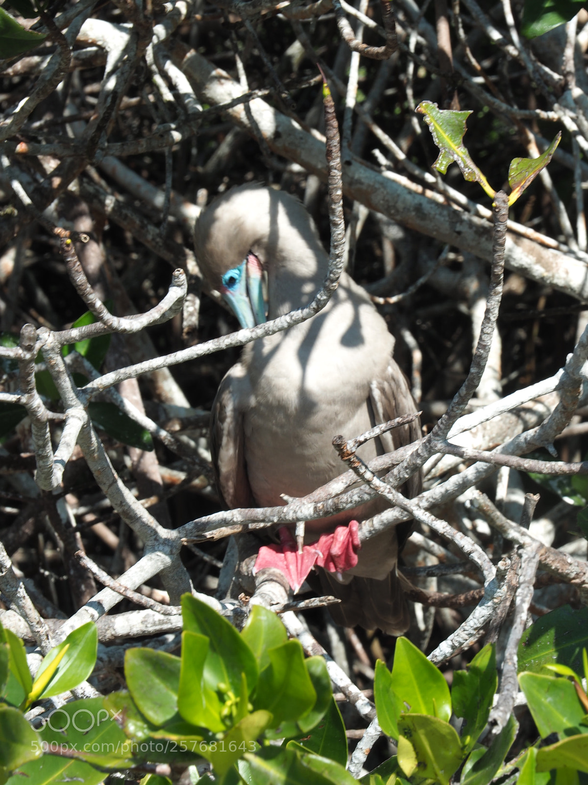 Olympus OM-D E-M5 II sample photo. Red footed booby in photography