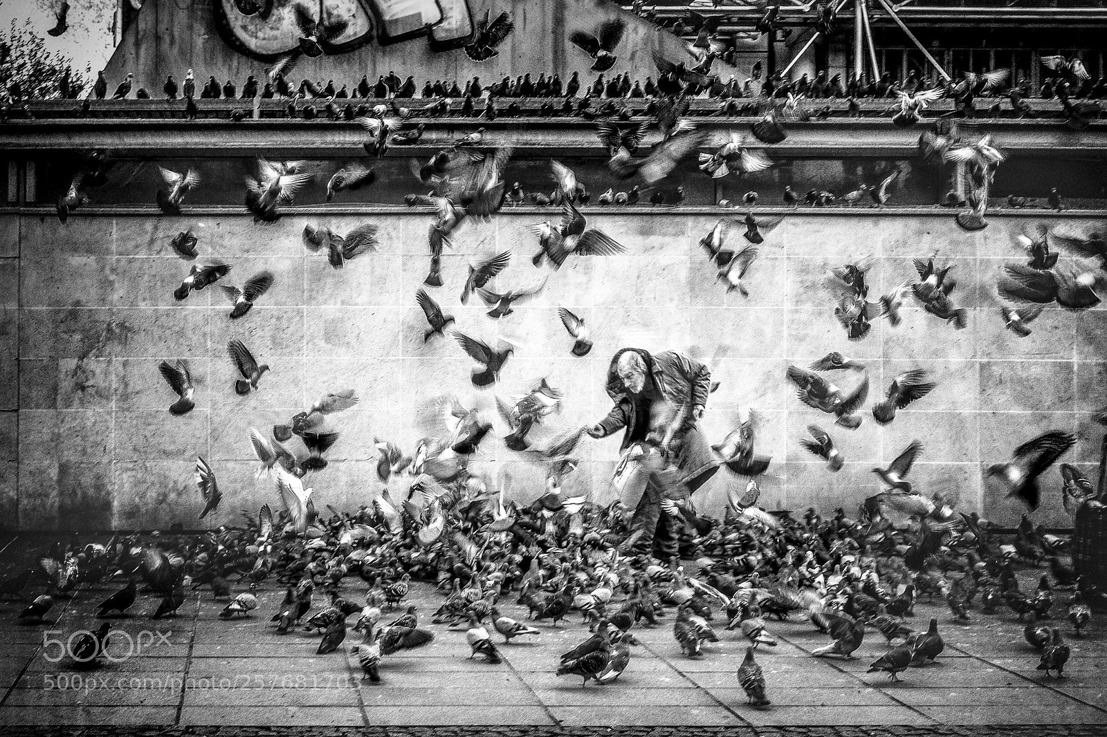 Sony SLT-A99V sample photo. The feeder photography