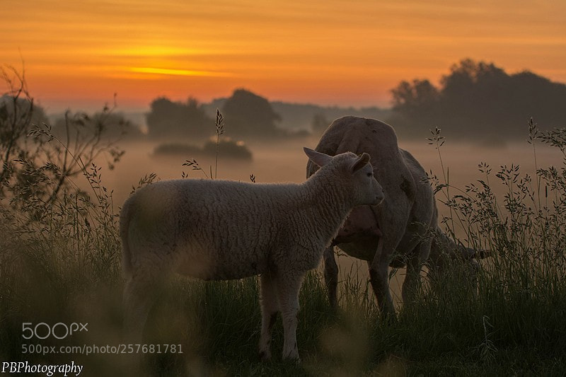 Nikon D7100 sample photo. Sunrise photography