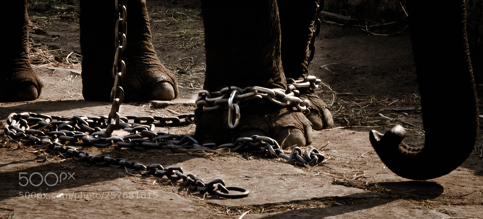 Nikon D5200 sample photo. Chained photography