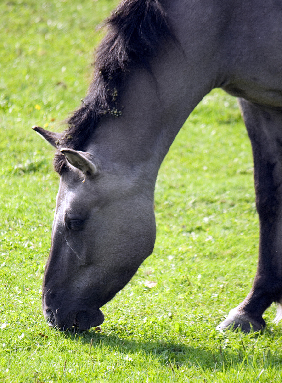 Canon EOS 350D (EOS Digital Rebel XT / EOS Kiss Digital N) sample photo. Polish horses o photography