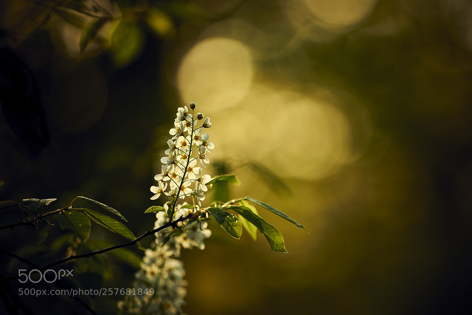Nikon D850 sample photo. Spring bokeh photography