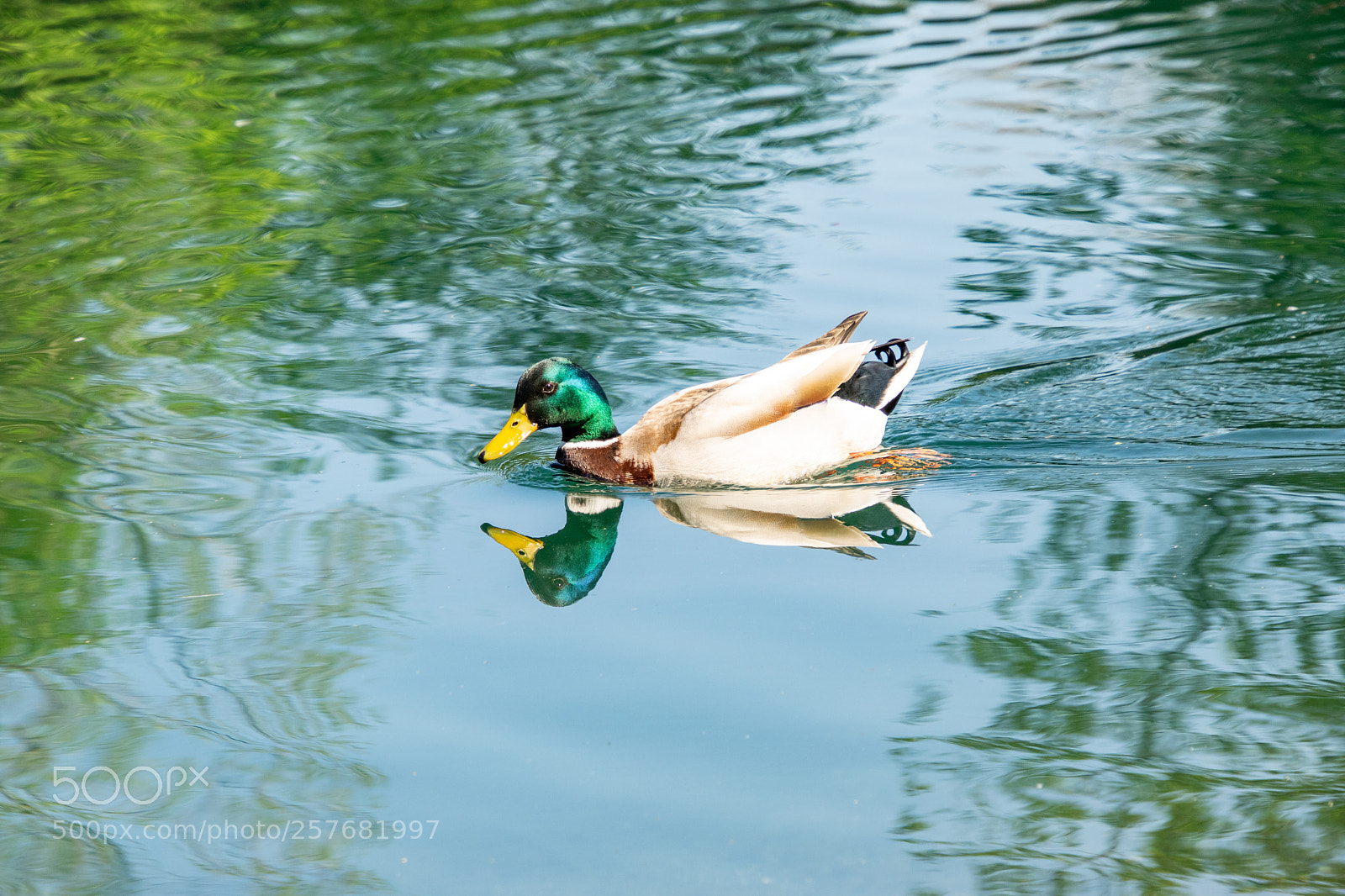 Nikon D5300 sample photo. Ente im spiegel photography