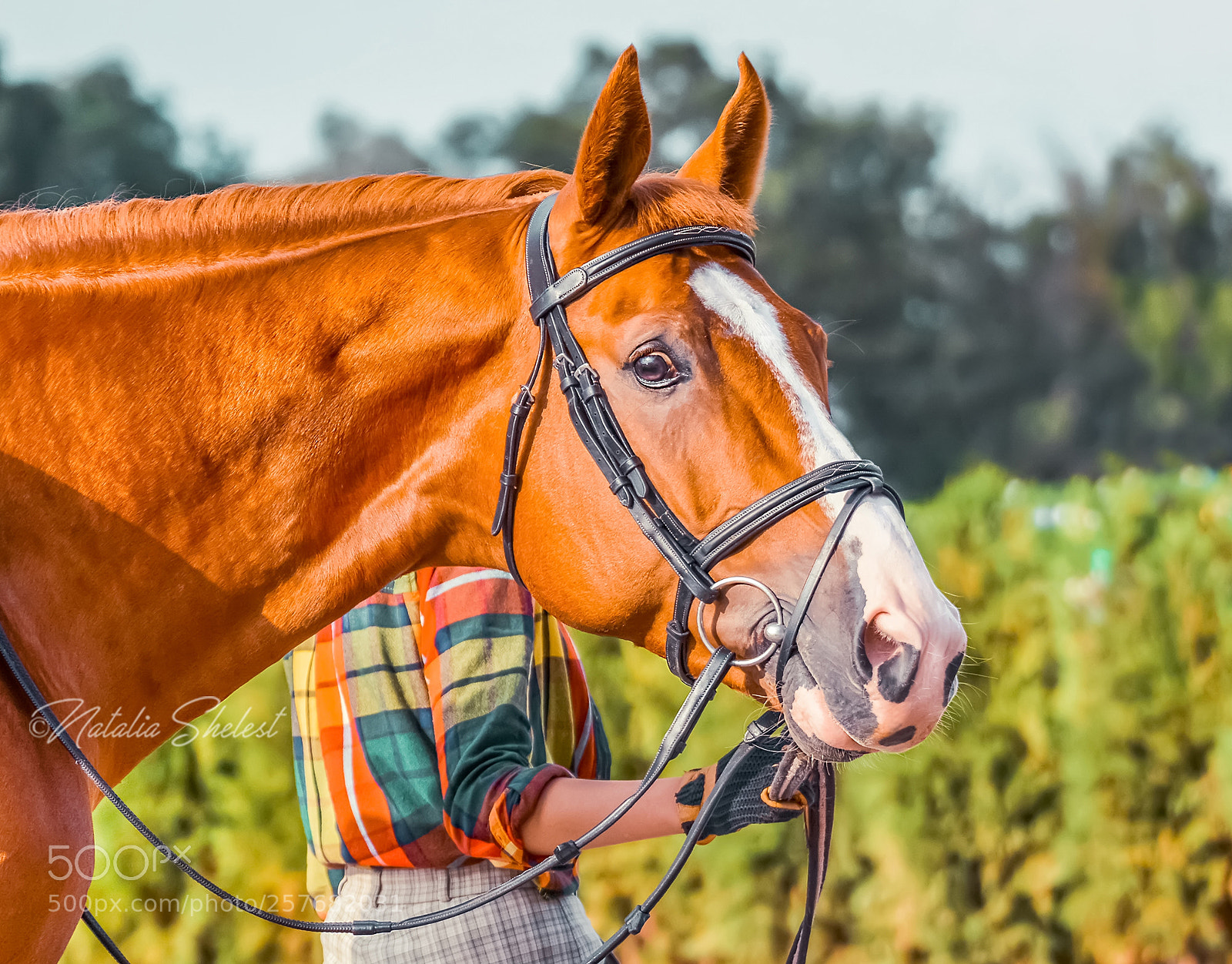 Nikon D600 sample photo. Portrait of a thoroughbred photography