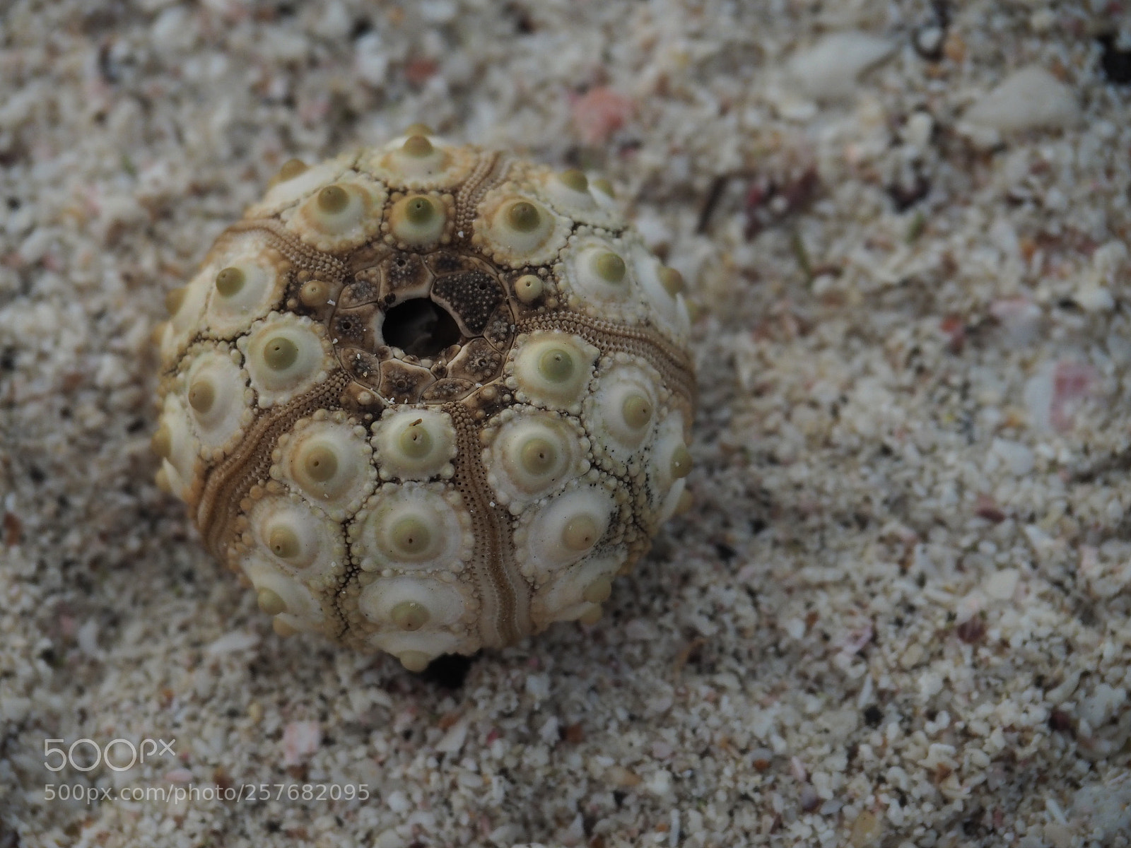 Olympus OM-D E-M5 II sample photo. Sea urchin in the photography