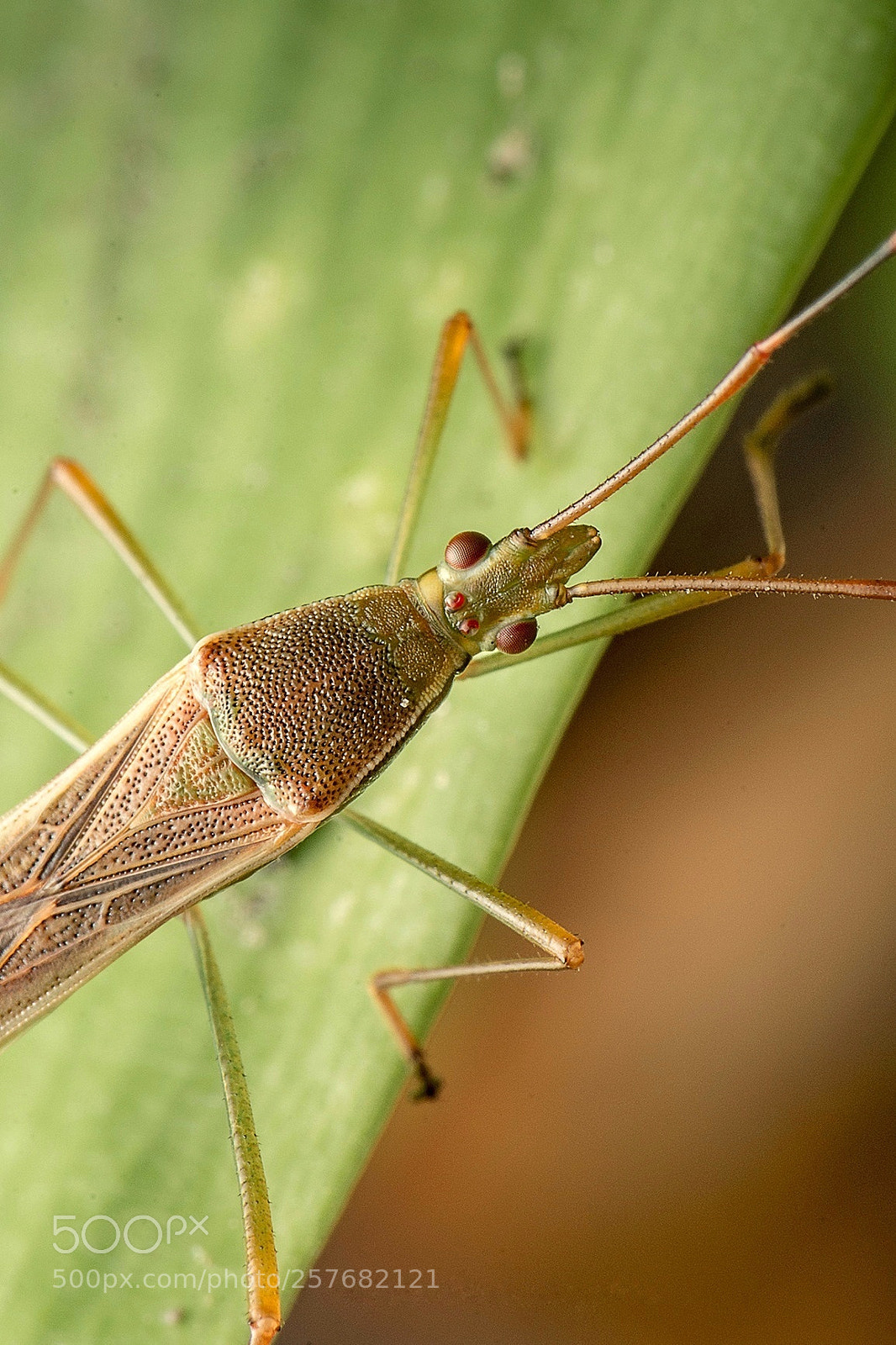Nikon D7200 sample photo. Insect world photography