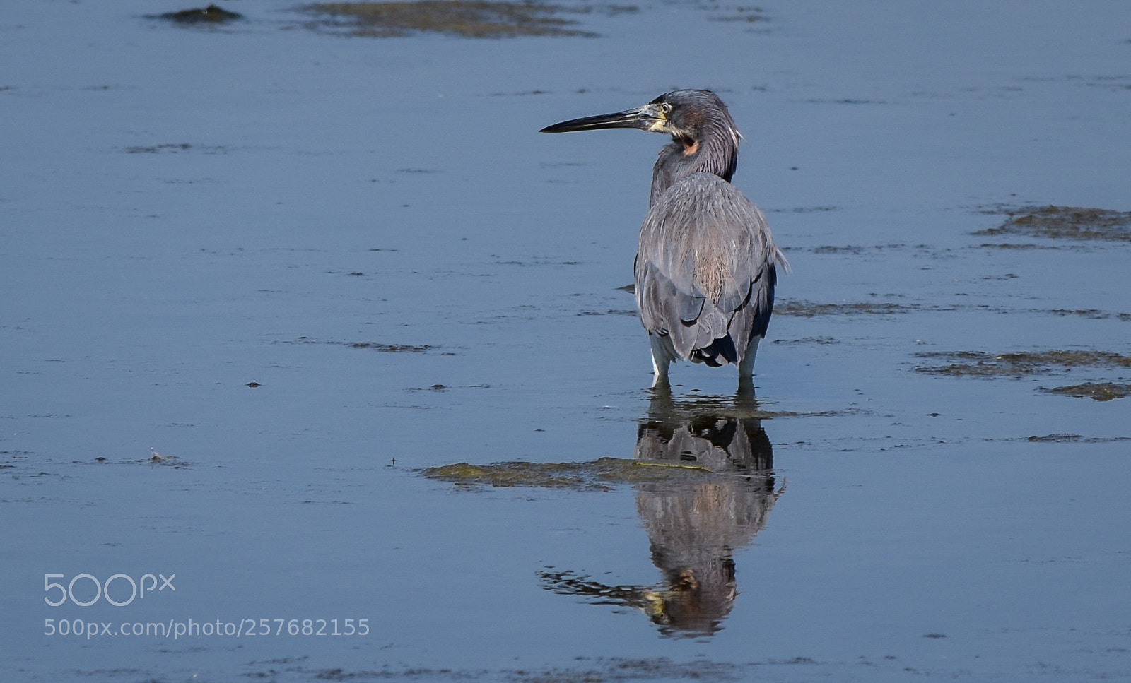 Nikon D3300 sample photo. Low tide photography