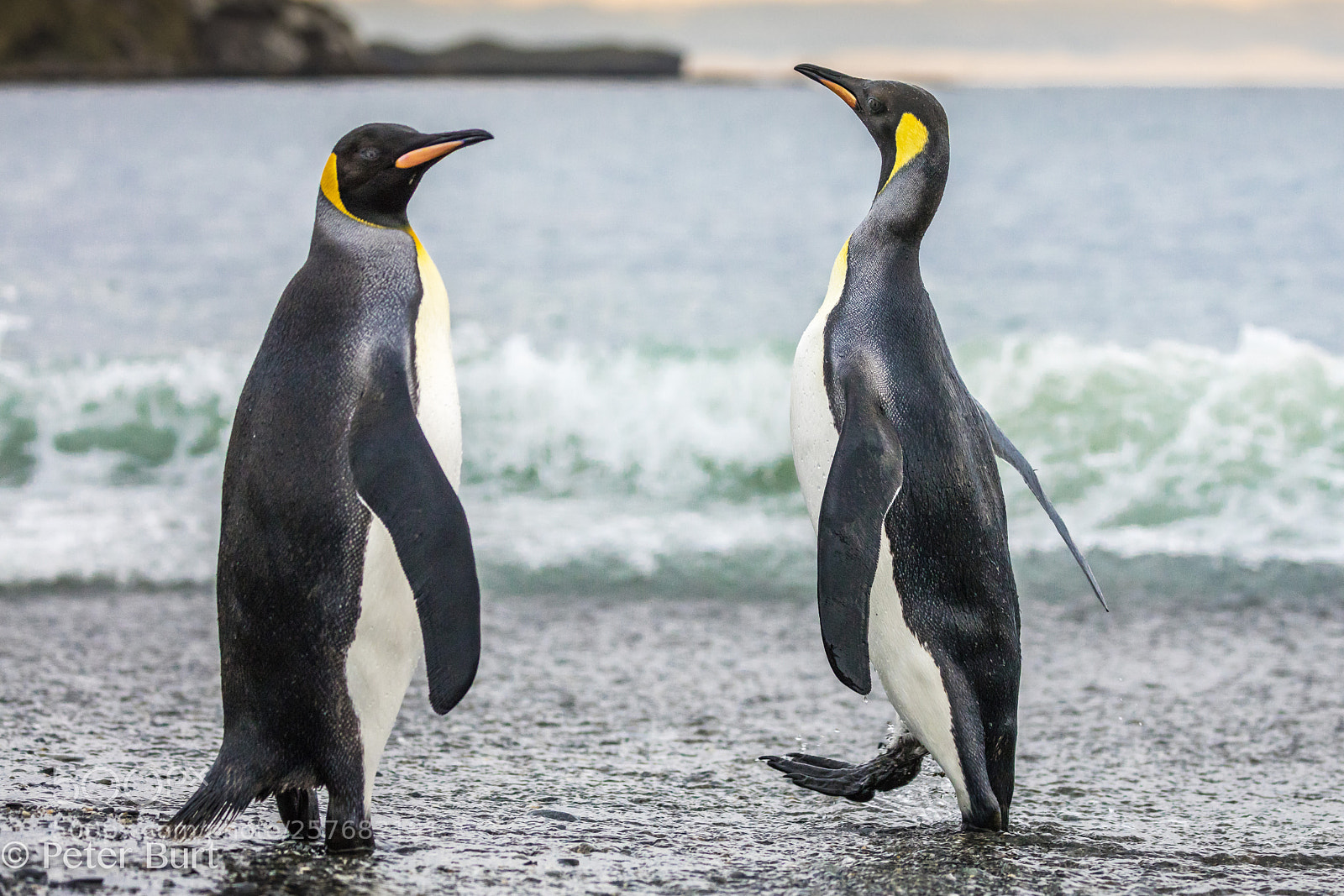 Canon EOS 5DS R sample photo. Pacing penguins photography