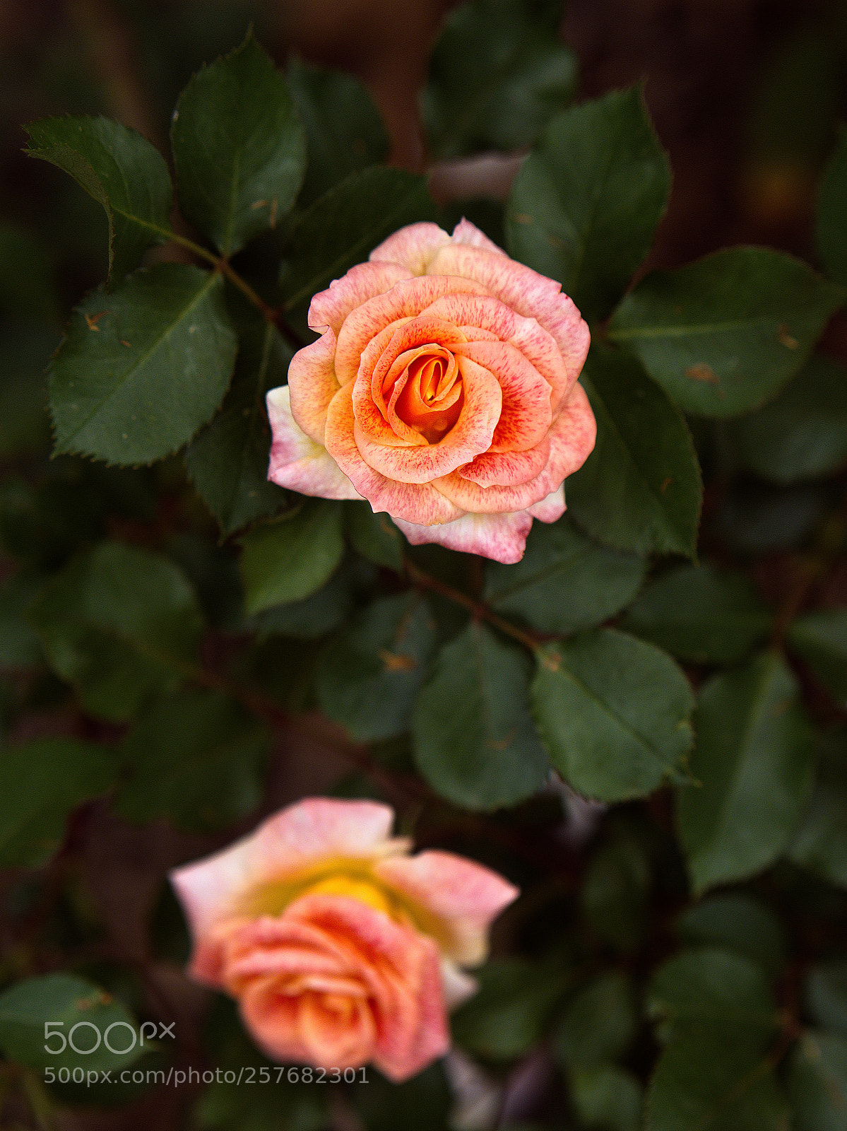 Panasonic Lumix DC-GH5 sample photo. Le printemps dans la photography