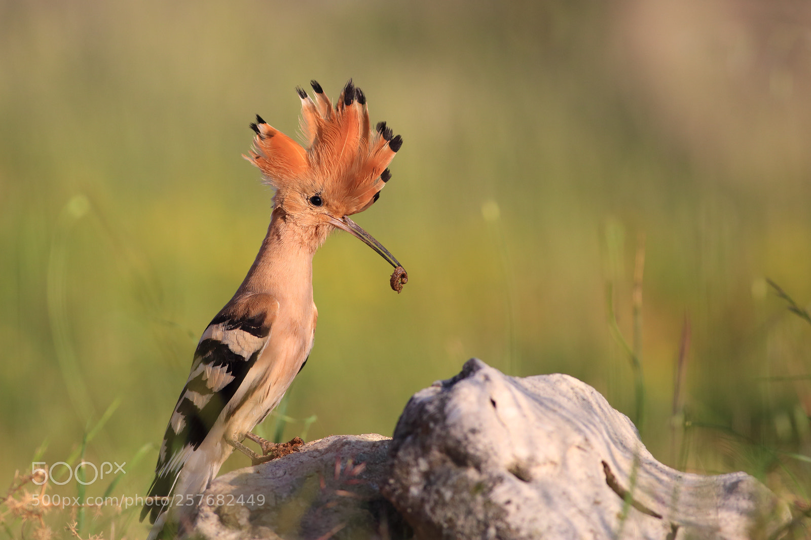 Canon EOS 6D sample photo. Hoopoe photography