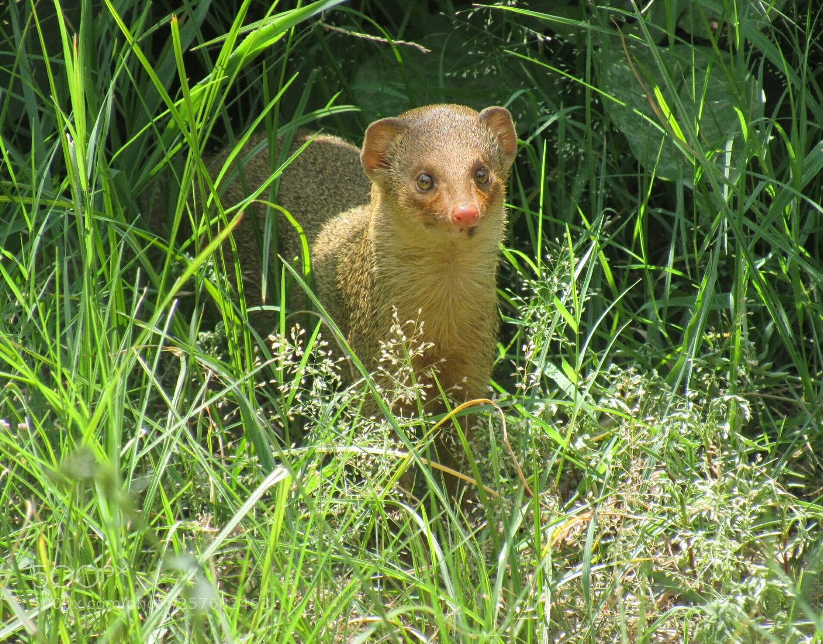 Canon PowerShot SX530 HS sample photo. Baby mongoose.. ? photography