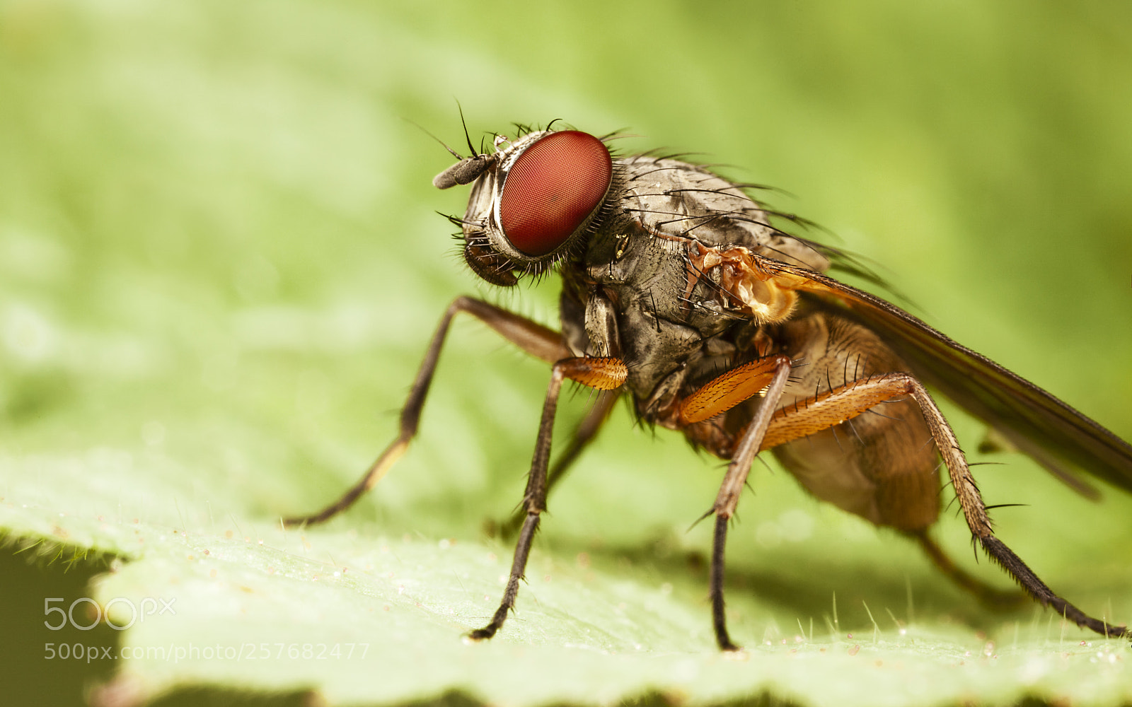 Canon EOS 5D Mark II sample photo. Tachinidae photography