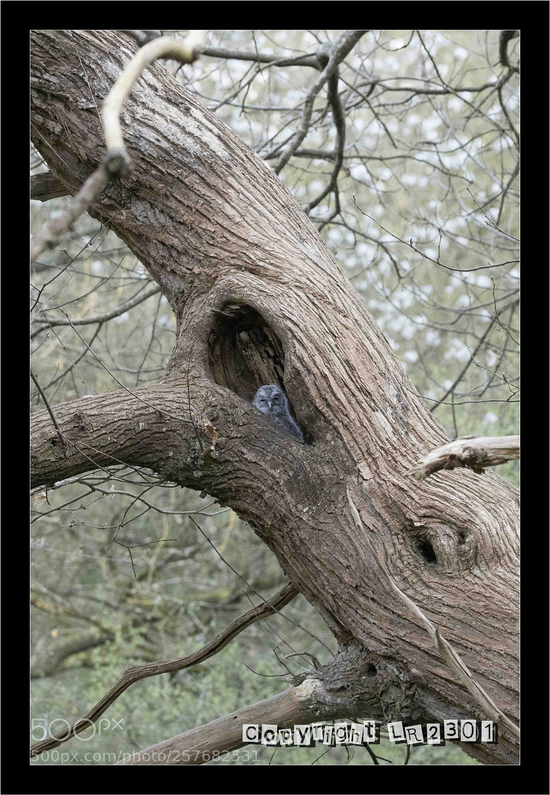 Nikon D500 sample photo. Chouette photography