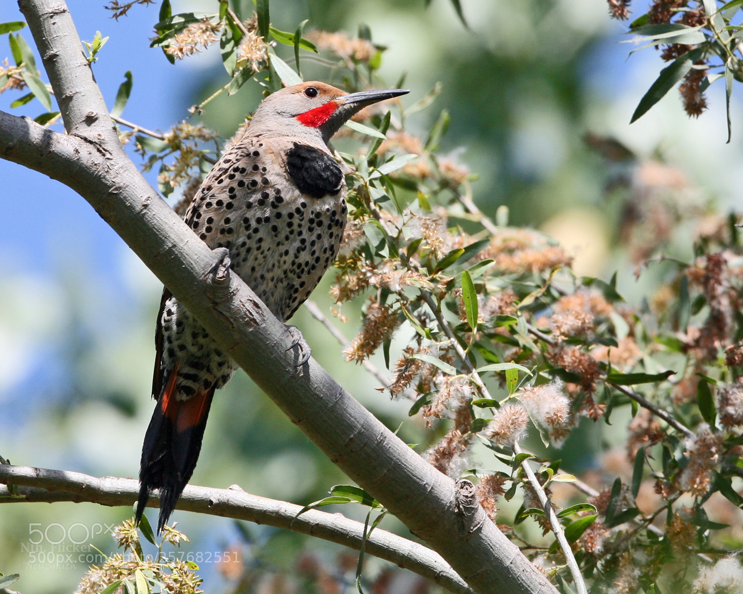 Canon EOS 5D sample photo. Northern flicker woodpecker photography