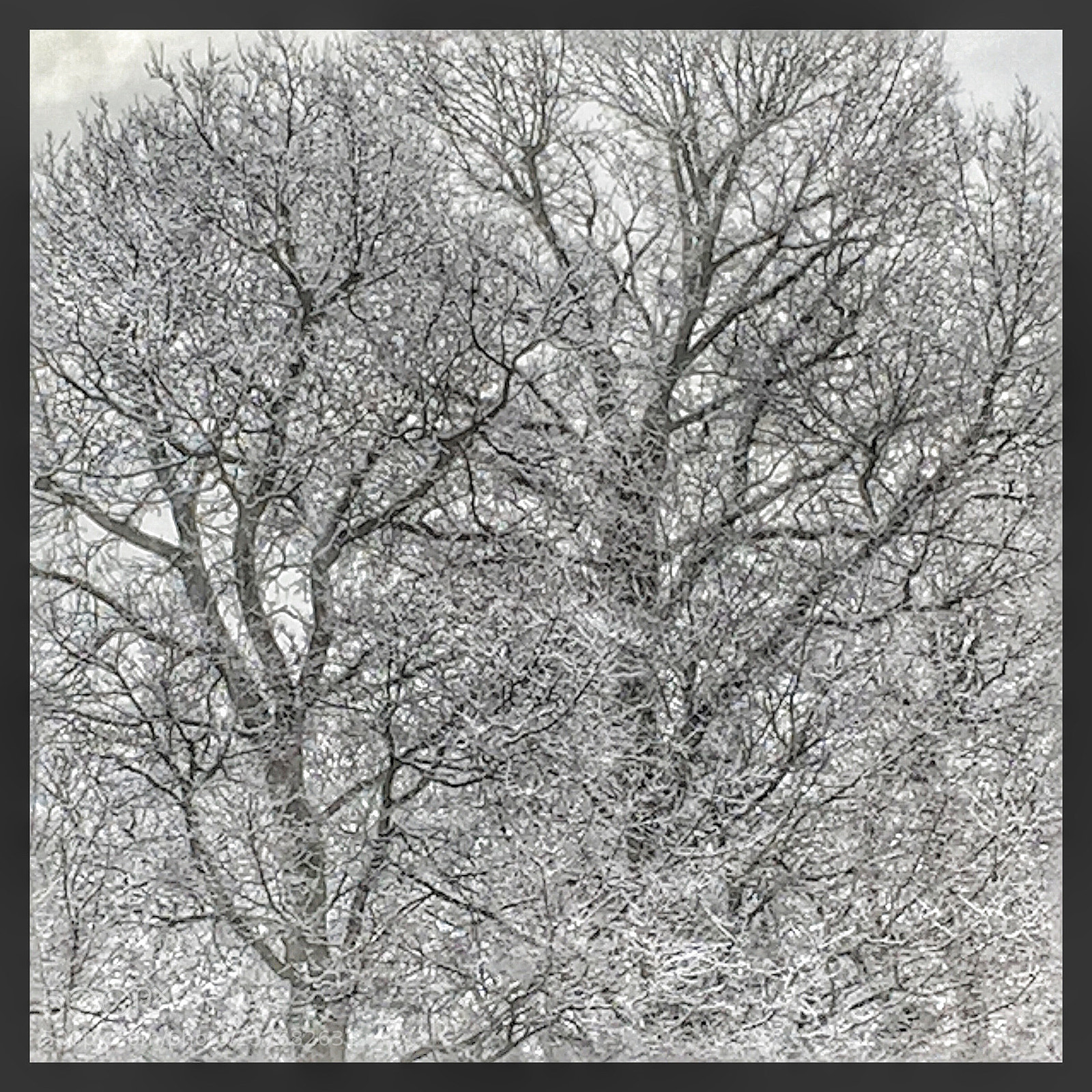 Apple iPhone 6 sample photo. Snowy trees photography