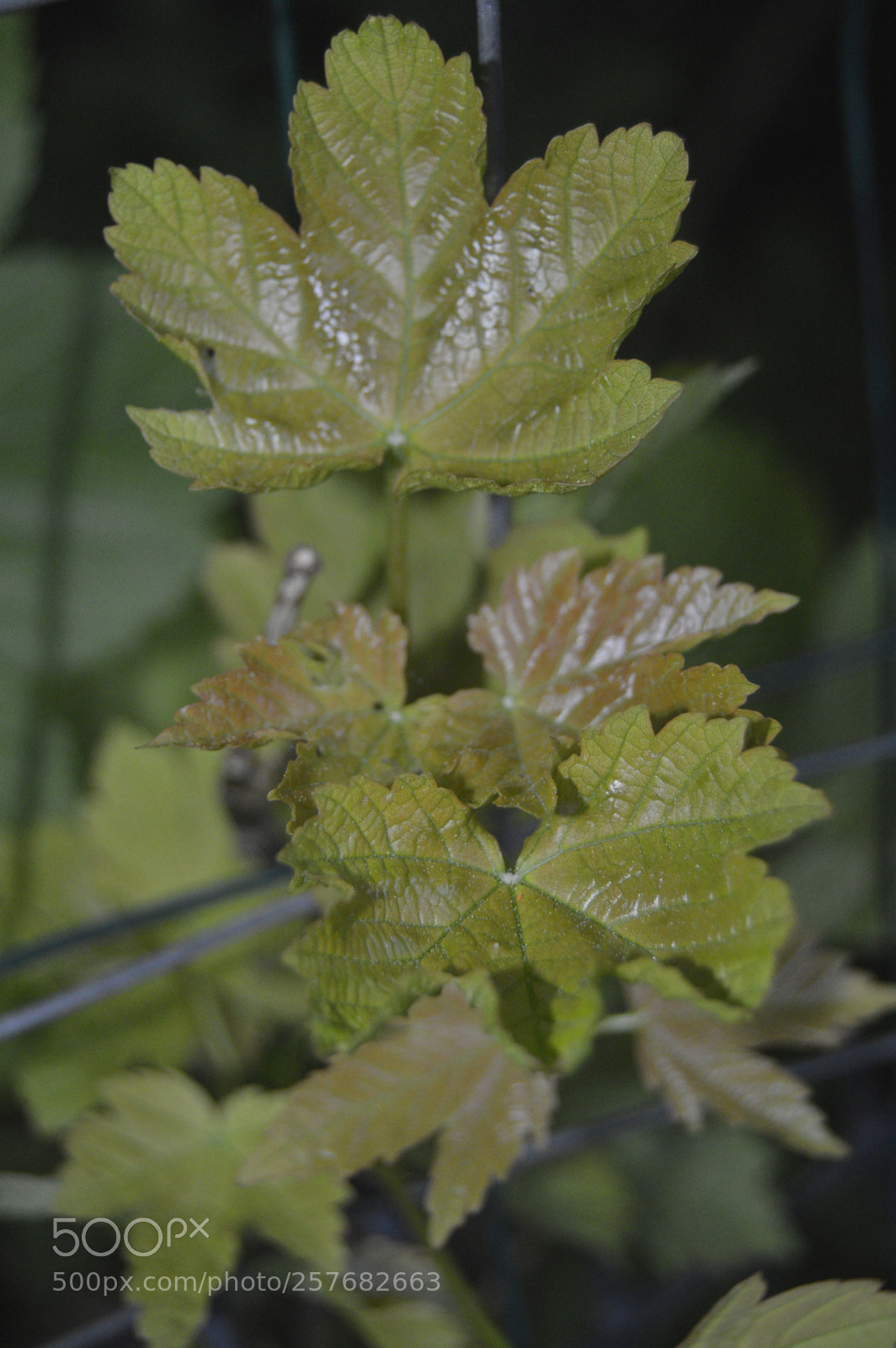 Nikon D3200 sample photo. Skøn natur photography