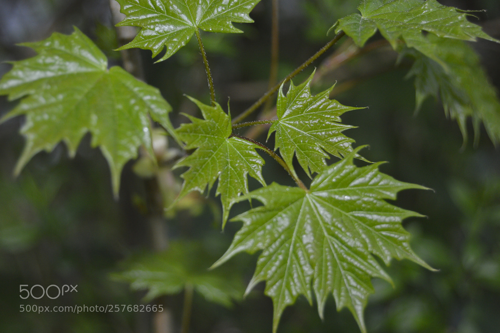 Nikon D3200 sample photo. Skøn natur photography