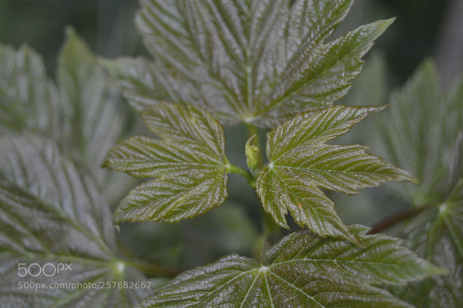 Nikon D3200 sample photo. Skøn natur photography