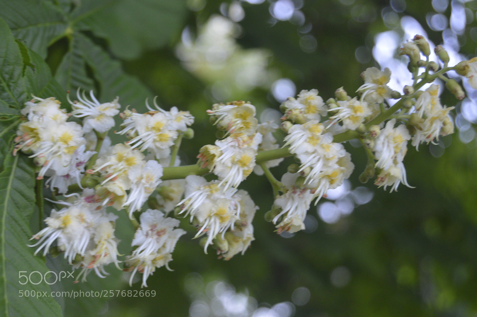 Nikon D3200 sample photo. Skøn natur photography