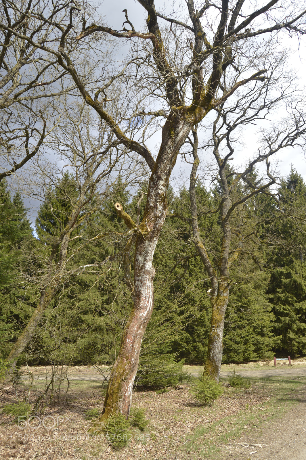 Nikon D3200 sample photo. Skøn natur photography