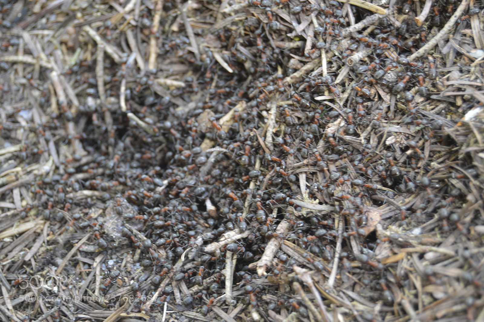 Nikon D3200 sample photo. Skøn natur photography
