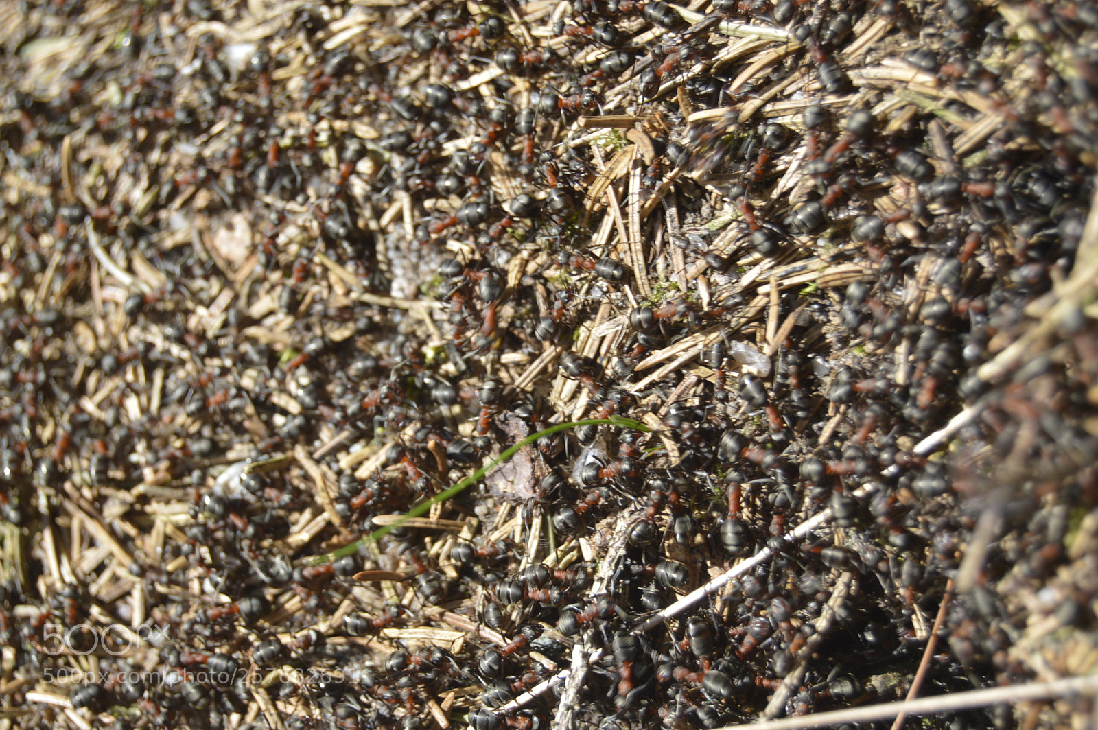 Nikon D3200 sample photo. Skøn natur photography