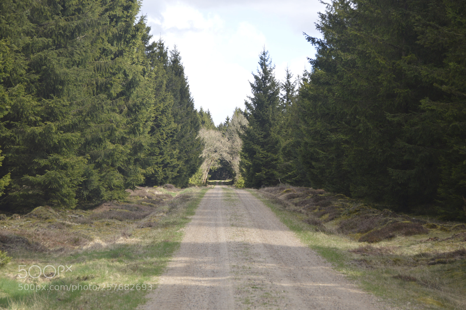 Nikon D3200 sample photo. Skøn natur photography