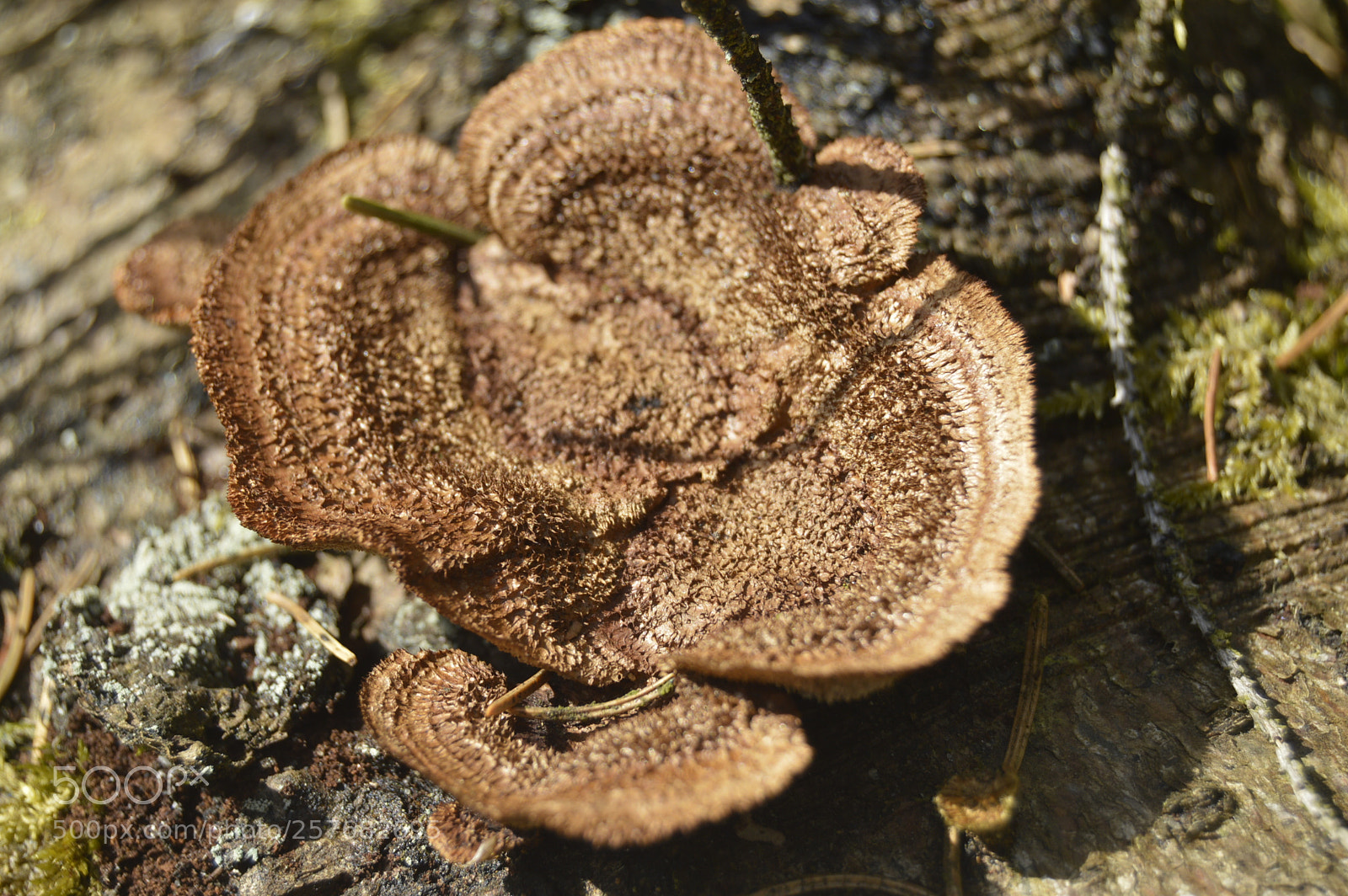 Nikon D3200 sample photo. Skøn natur photography