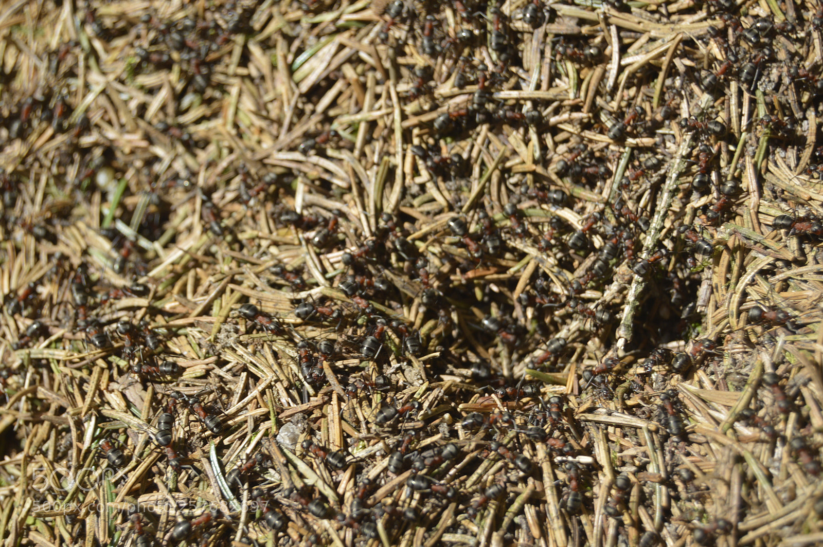 Nikon D3200 sample photo. Skøn natur photography