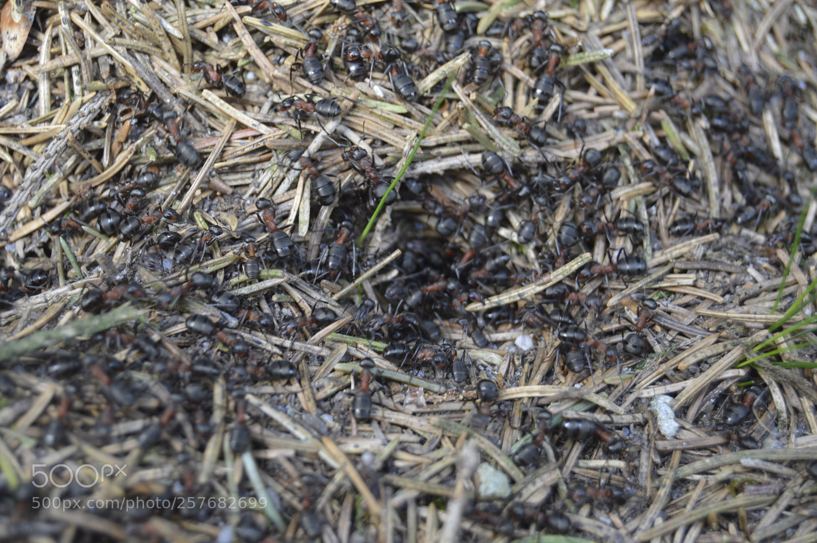 Nikon D3200 sample photo. Skøn natur photography