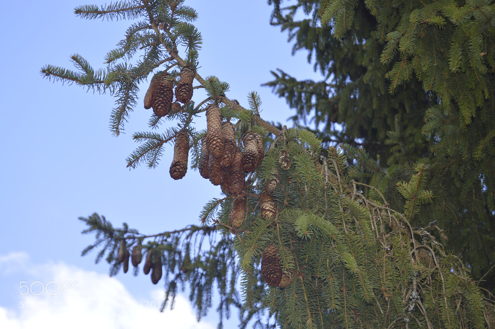 Nikon D3200 sample photo. Skøn natur photography