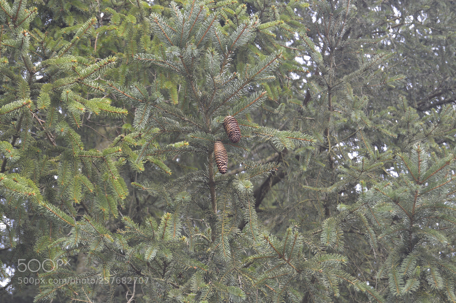 Nikon D3200 sample photo. Skøn natur photography