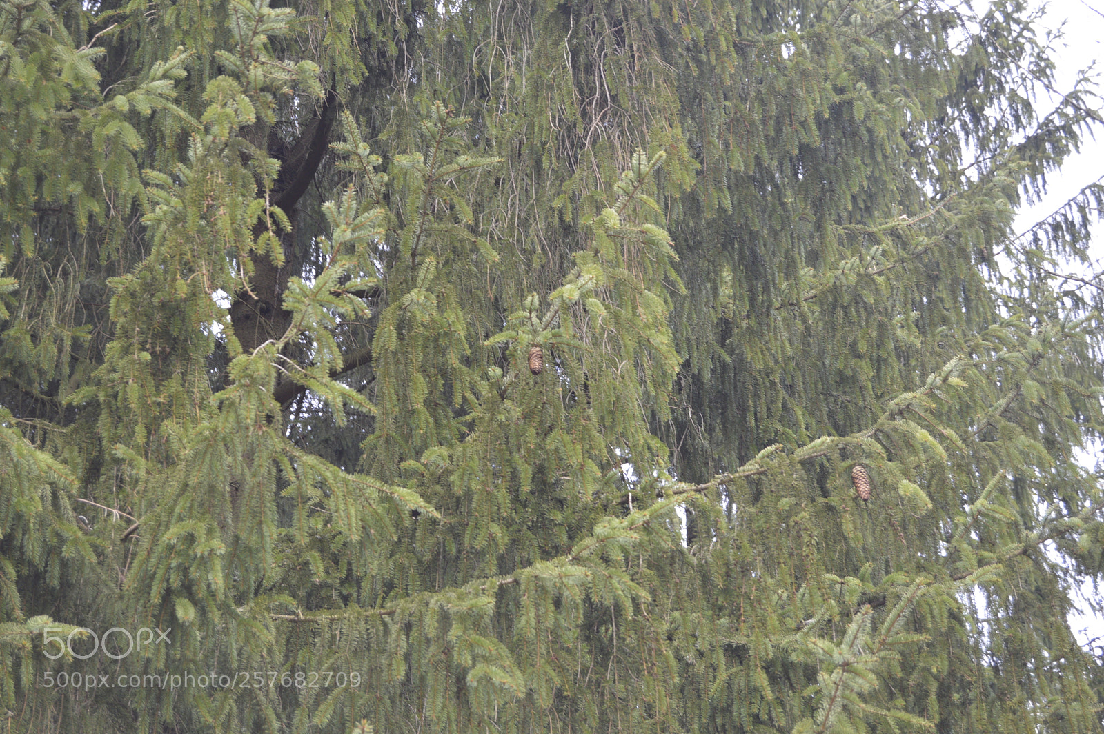 Nikon D3200 sample photo. Skøn natur photography