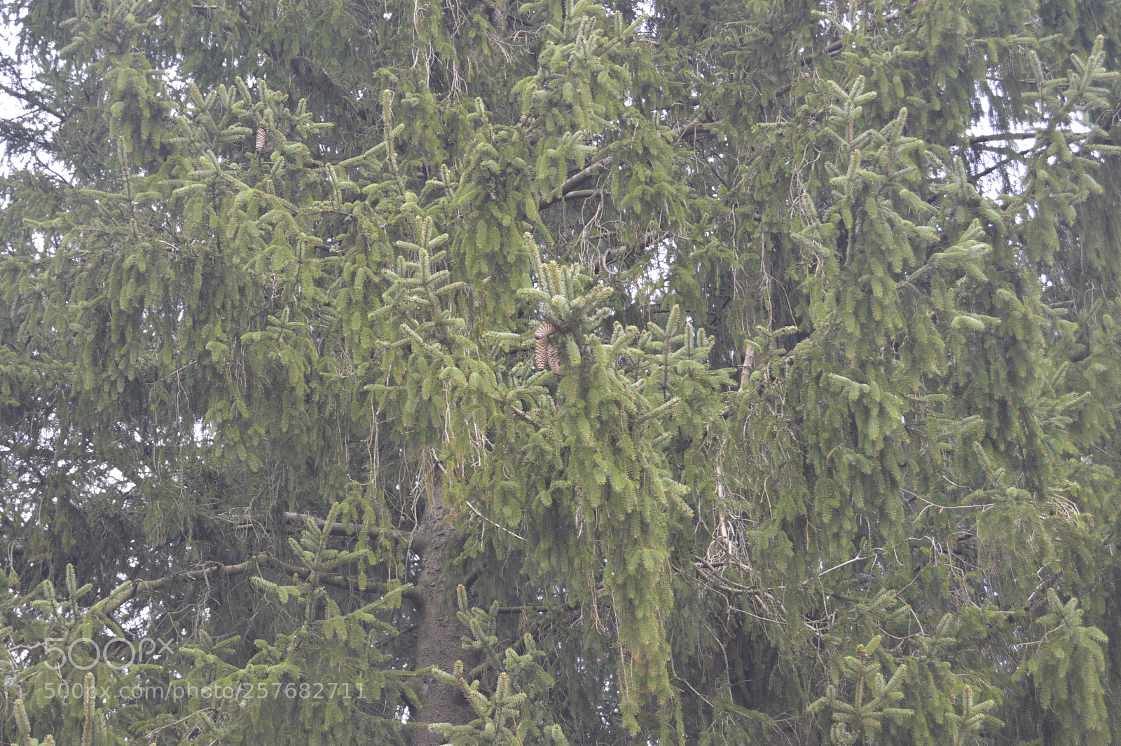 Nikon D3200 sample photo. Skøn natur photography