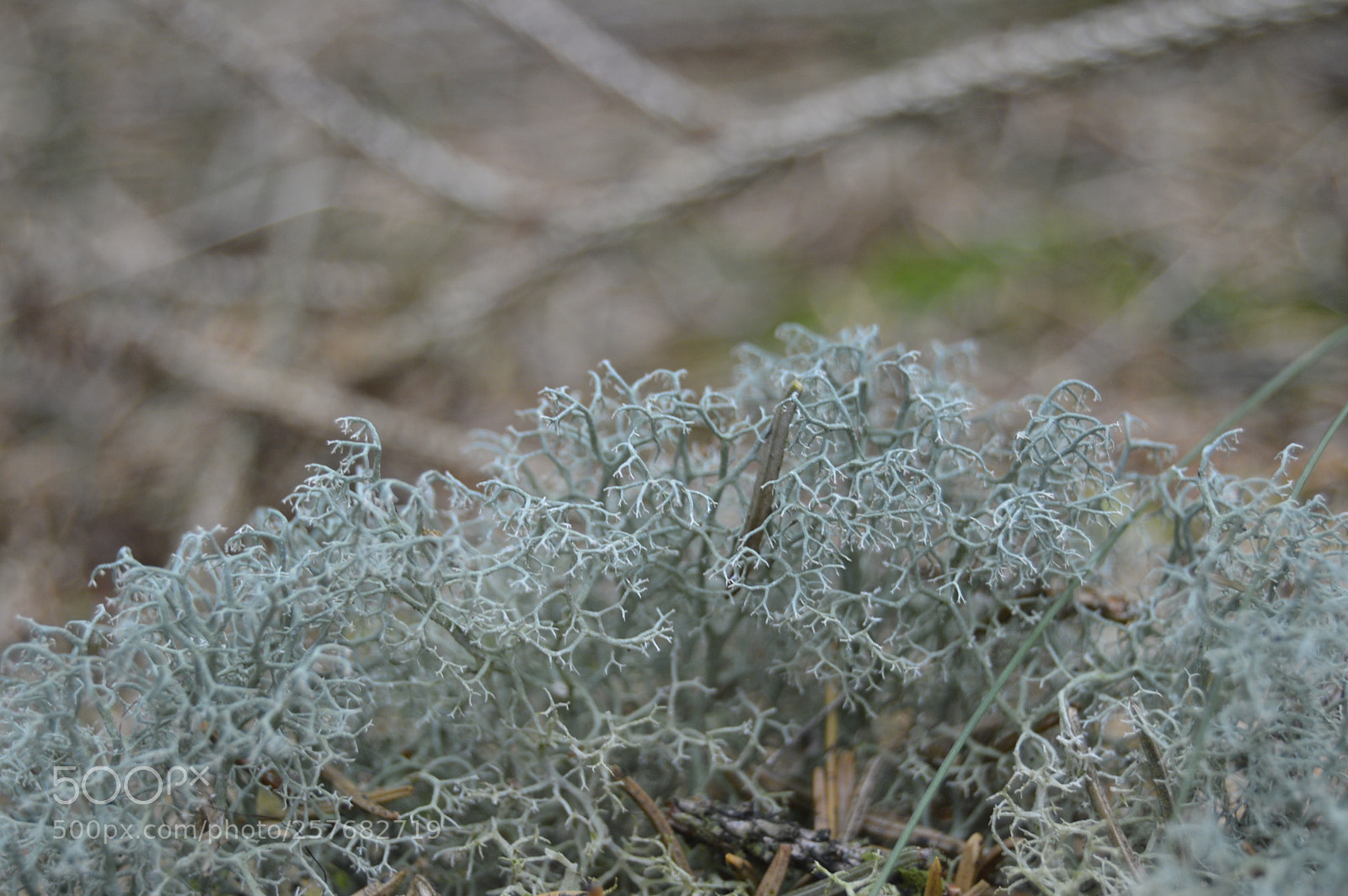 Nikon D3200 sample photo. Skøn natur photography